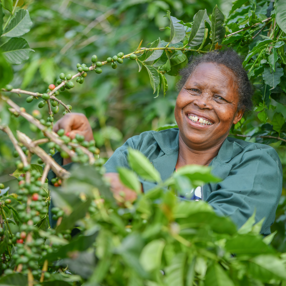 Smallholder farmer harvesting coffee cherries on her farm in East Africa