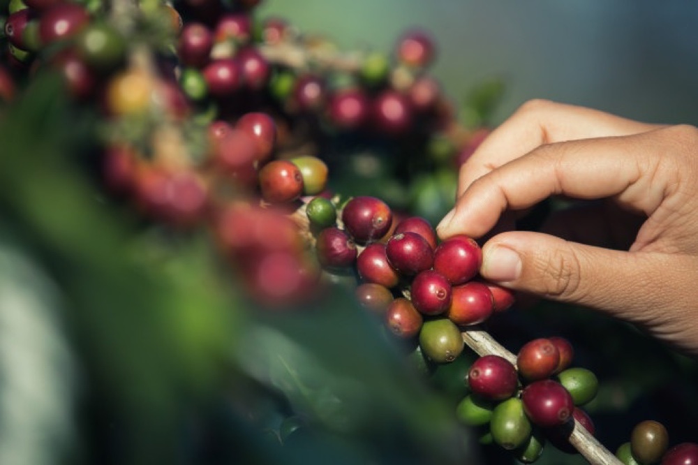 Hand harvesting ripe coffee cherries on a smallholder farm